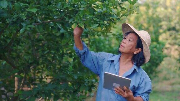亚洲妇女检查她的花园水果