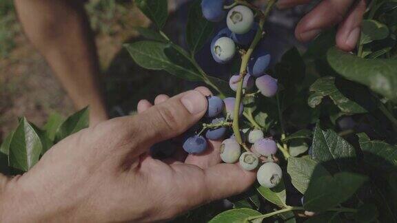 农民用手收割蓝莓