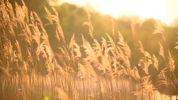 《芦苇中的日落》银色的羽毛草在风中摇曳