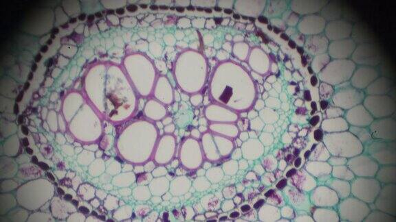 光显微镜下的蕨类茎