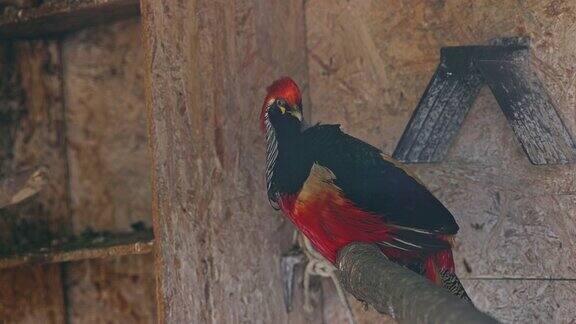 金色的雉鸟与华丽的彩色羽毛野生动物在自然界4k视频