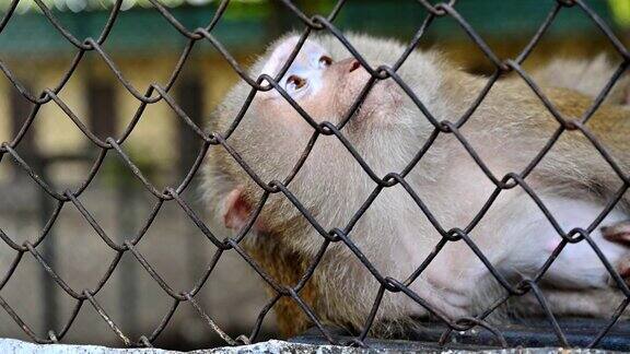 猪尾猴是压力和孤独的猴子