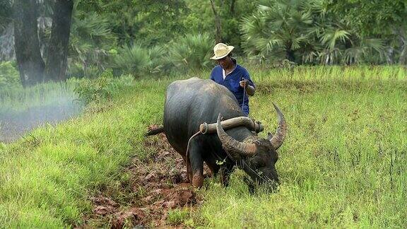 亚洲水田农民用水牛的传统方式犁地为雨季做准备