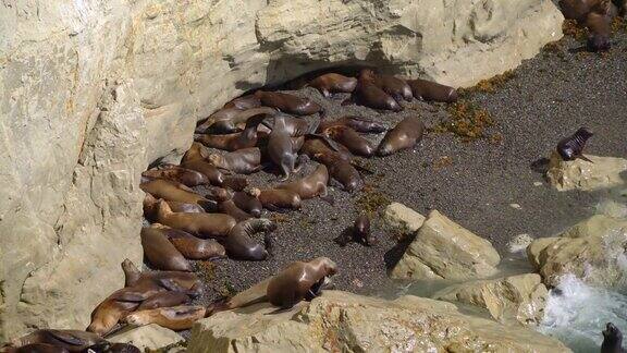 中等拍摄的一大群海狮在一个小的岩石海滩上