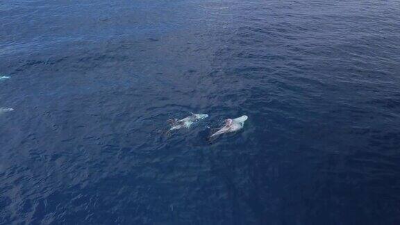 富埃特文图拉加那利群岛领航鲸自由游泳