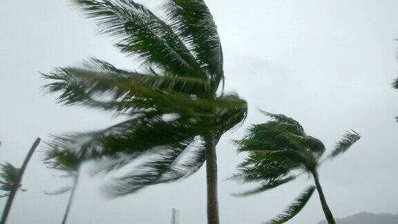 棕榈树在大雨和强风下热带风暴是用动作摄影机拍的与自然的声音