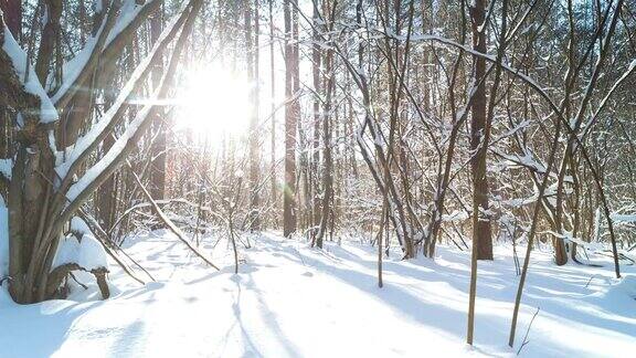 冬天的森林在阳光明媚的一天时间流逝