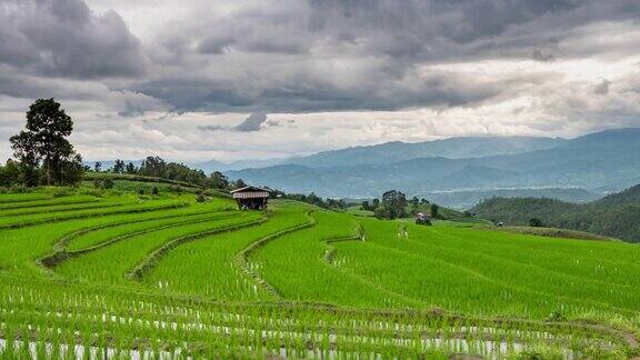 泰国清迈的稻田时光流逝