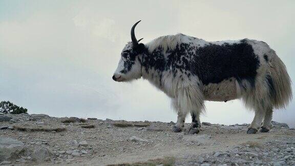 4K喜马拉雅牦牛站在岩石表面慢慢咀嚼转动的头与鹿角