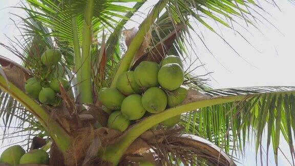 低角度的椰子在花园里