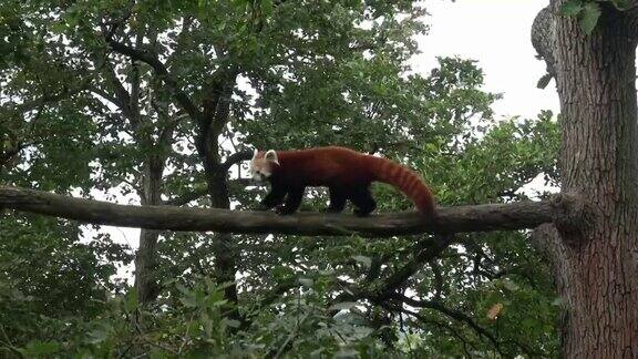 树上的小熊猫(小熊猫)可爱的熊猫在森林里栖息