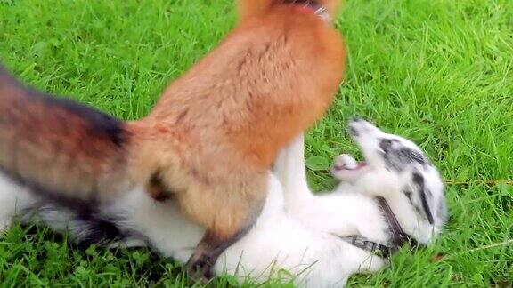 两只狐狸在草地上玩耍动物们被拴在外面