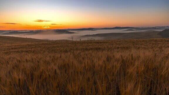 托斯卡纳日出时金色的麦田和远处的雾气