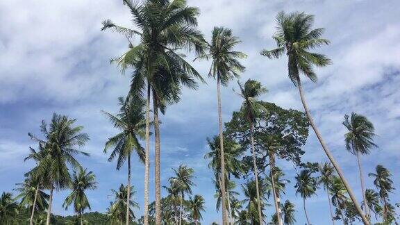 苏梅岛阳光下的椰子树