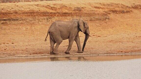 一只大象在水边行走