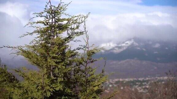 松树在风中移动雪山和暴风雨的背景