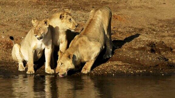 马拉河边的三只小狮子