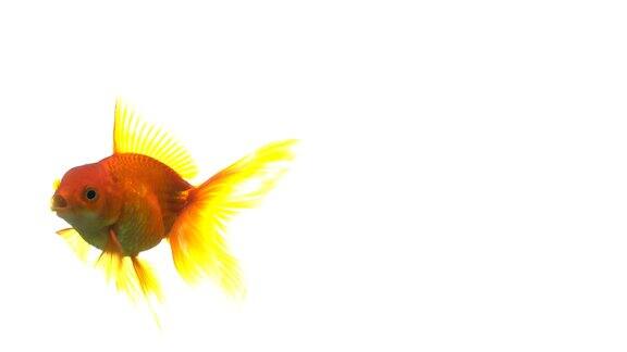 金鱼在白色的背景上游泳