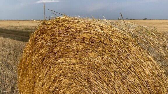 夏末收割后卷起的干草堆躺在金色的田野上干稻草的黄色绳概念农业工作农村生活粮食作物的种植割草
