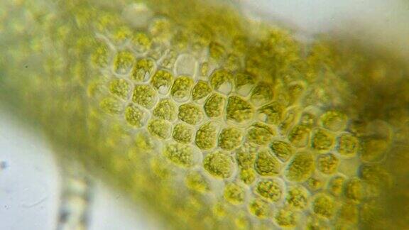 显微镜下的叶绿体植物细胞中的叶绿体叶片表面细胞结构图显微镜下显示植物细胞显微镜下的绿色植物细胞转基因生物DNA