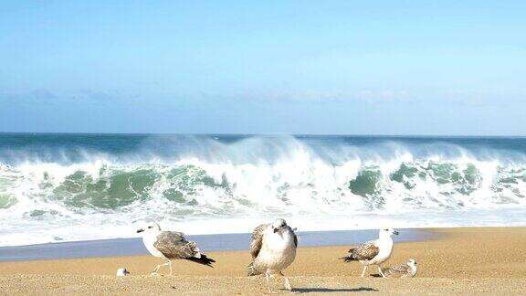 可爱的白色海鸥漫步在海边金色的沙滩上