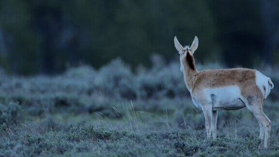 叉角羚羚羊黄石国家公园怀俄明州