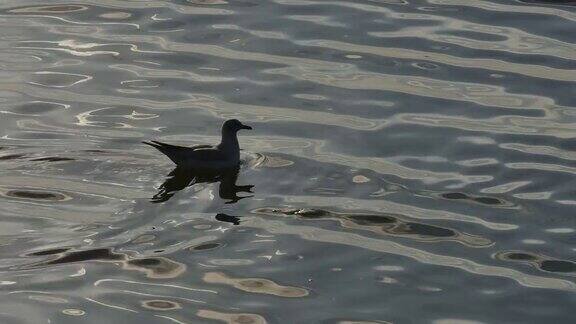 海面上反射着阳光的海鸥