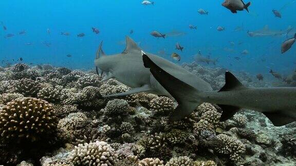 太平洋的白鳍鲨和柠檬鲨水下生活与鲨鱼和鱼类在海洋中游泳在清澈的水中跳水4K