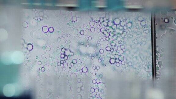 未来的实验室设备电脑屏幕上的血细胞研究