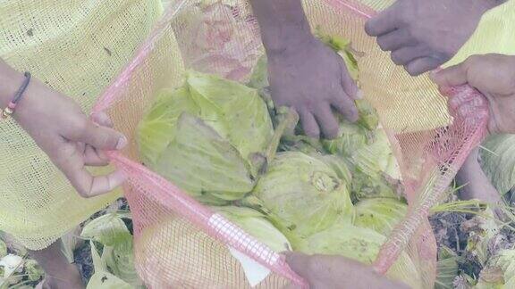 印度农民们正在装袋装着刚收获的卷心菜