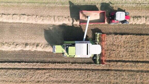 高空俯瞰鸟瞰剪辑的联合收割机收获和卸载小麦的谷物在英国农村