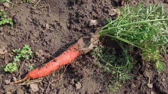 坏了的有缺陷的胡萝卜躺在花园里的地上