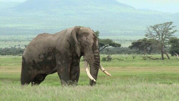 非洲象大公牛