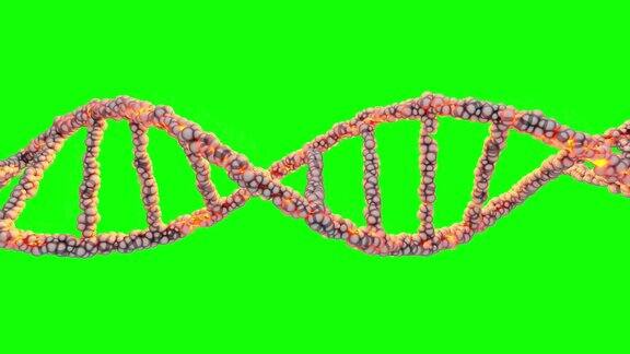 深色背景上的DNA双螺旋图动画无缝循环和Alpha通道和绿屏