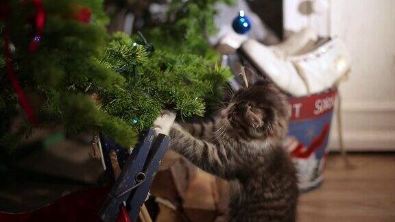 小猫在圣诞树上圣诞节