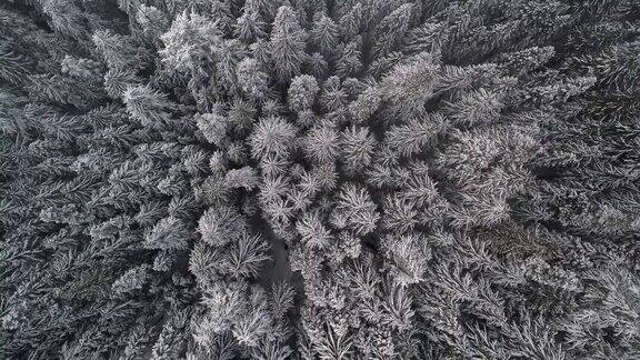 冬季荒野空中背景雪域森林树木