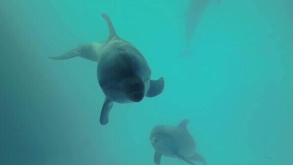 一群好奇的海豚凝视着摄像机海豚自拍-宽吻海豚在蓝色的水中游泳的特写慢动作