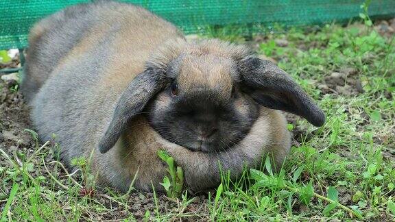 可爱的棕色兔子躺在花园里的草地上
