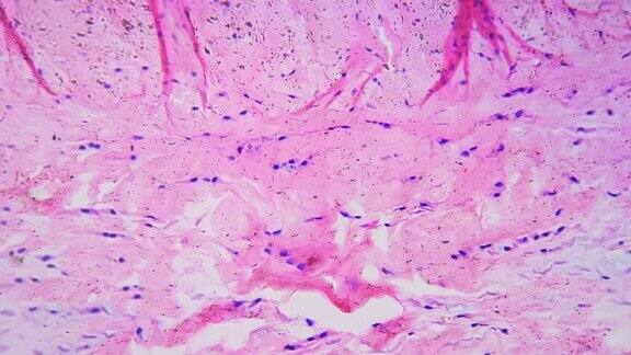200倍显微镜下明亮视野下纵切面可见致密结缔组织