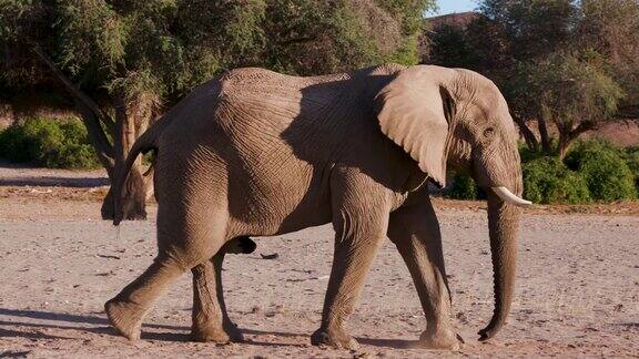 在纳米比亚纳米布沙漠霍阿尼布山谷行走的4K沙漠大象的侧面视图