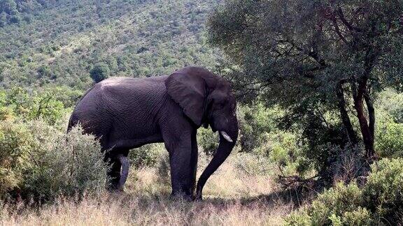 南非兰尼斯堡的大象野生动物狩猎之旅