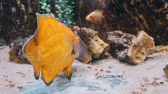 奇异的黄色鱼在水族馆游泳