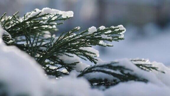 白雪覆盖着松树的树枝