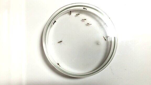 寨卡蚊子进入培养皿