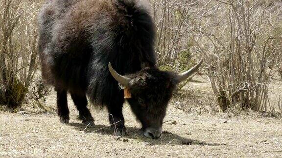 喜马拉雅牦牛在尼泊尔的群山中吃草Manaslu电路长途跋涉