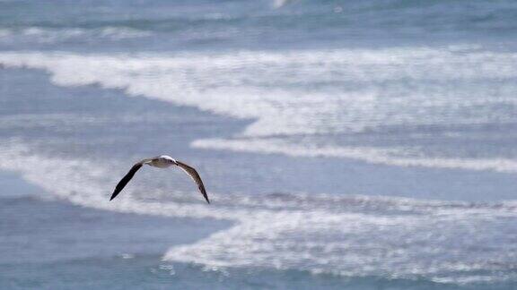 海鸥飞过海滩