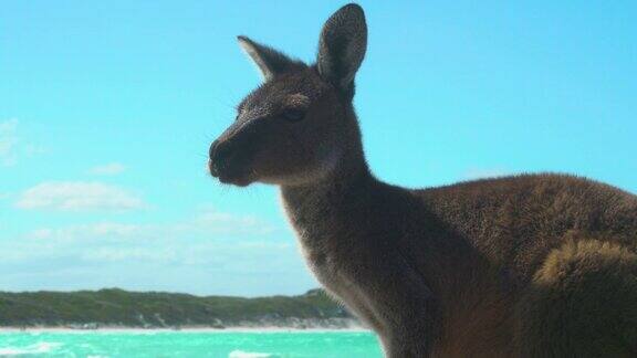 中等和近距离的袋鼠肖像在海滩上与明亮的线索青绿色的水澳大利亚