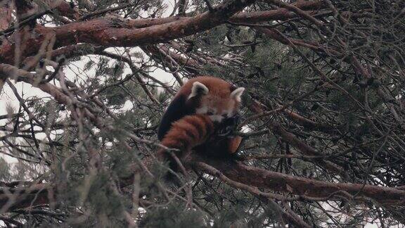 可爱的小熊猫(Ailurusfulgens)坐在树上在科尔马登动物园清洁自己