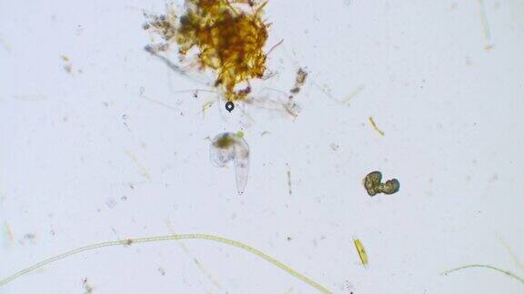原生微生物草履虫在一滴水的微观背景3种不同的放大倍率80x200x800x
