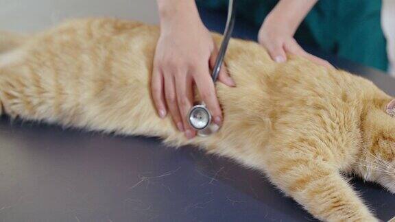 医生检查猫